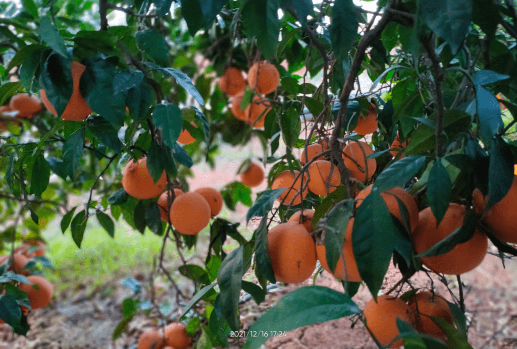 Naranjas-Andaluzas-02