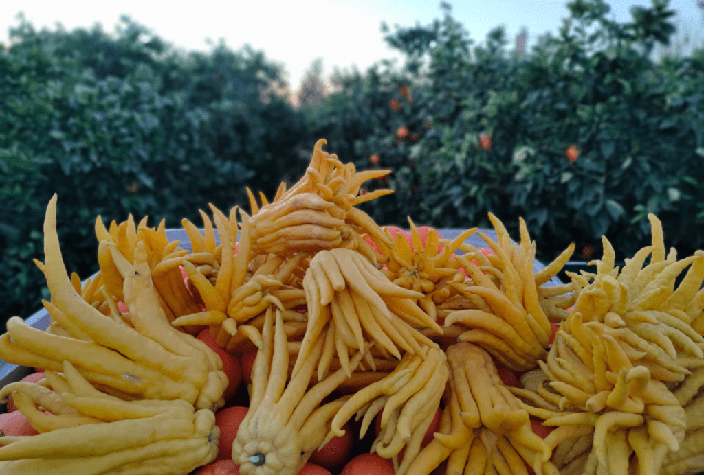 Naranjas-Andaluzas-03